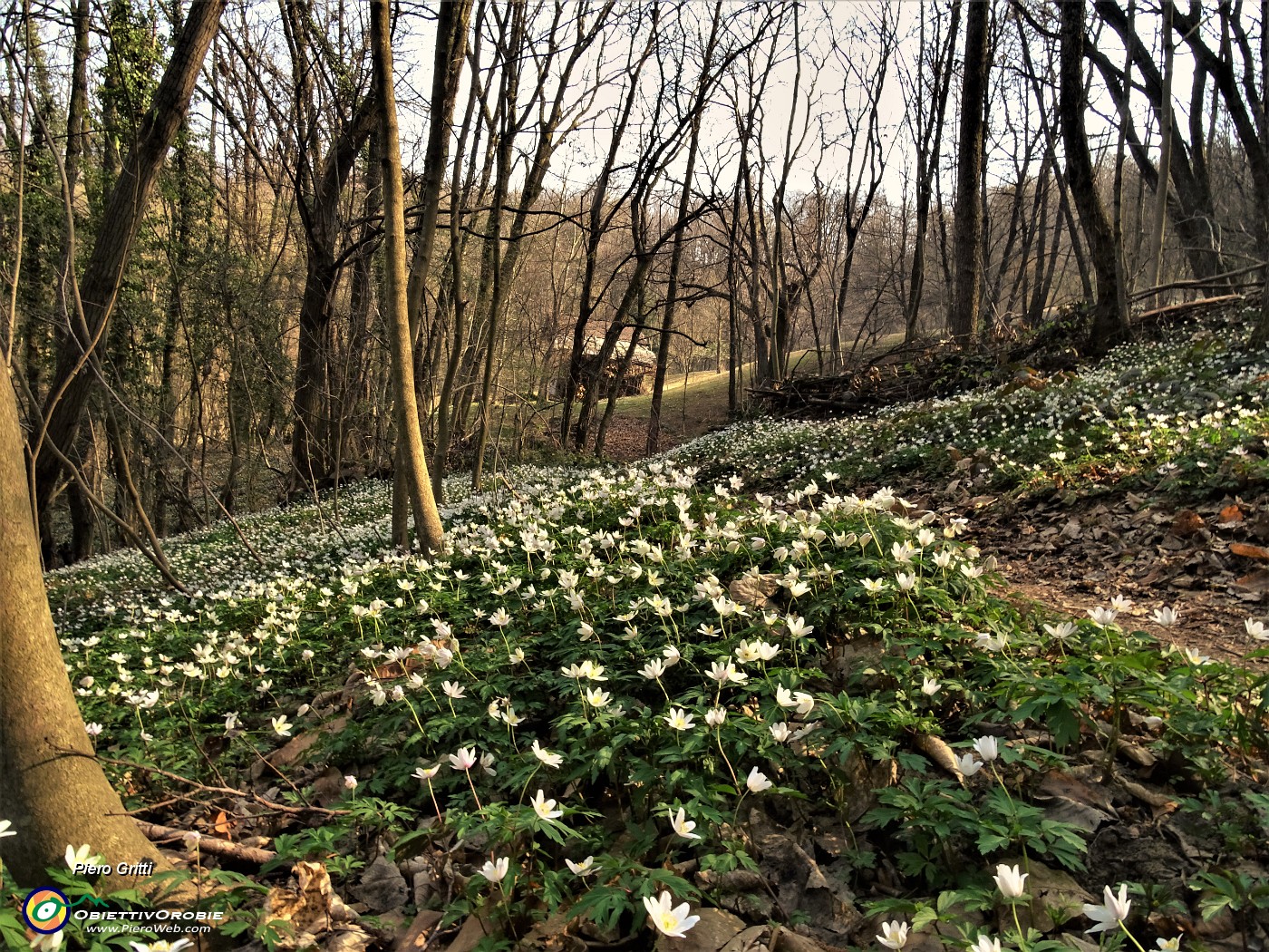 47 Distese di anemoni dei boschi (Anemonoides nemorosa).JPG